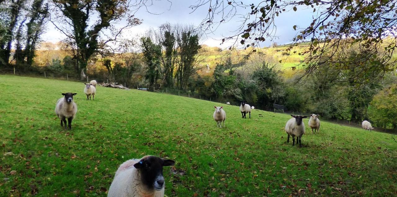 Homer Farm Marytavy Exterior photo
